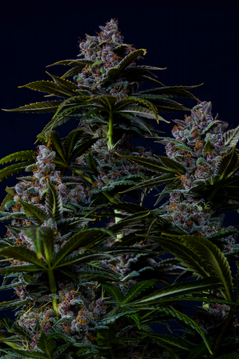 Photo of Purple Lemonade FF