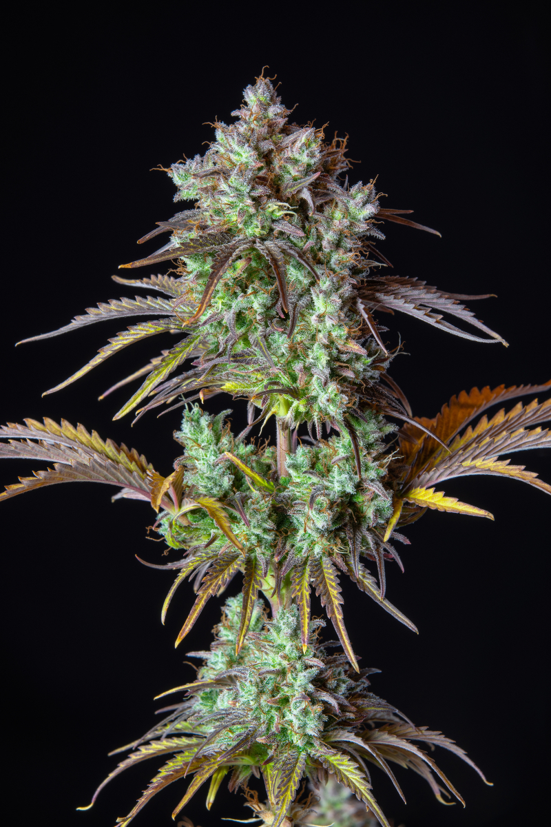 Photo of Big Bud Auto