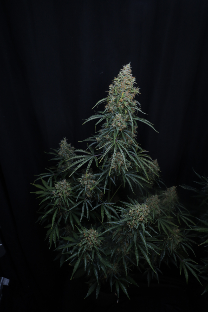 Photo of Gorilla Z Auto