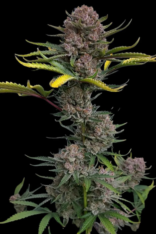 Gorilla Punch Auto