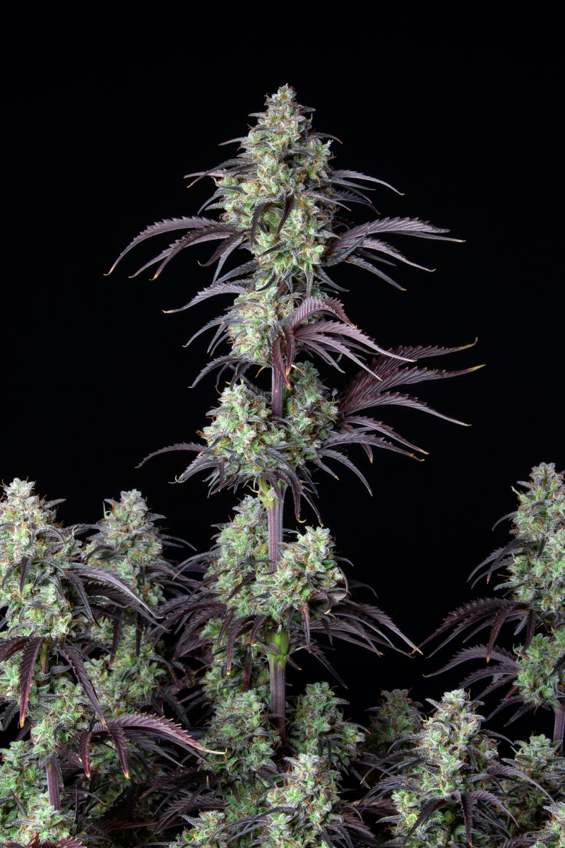 Photo of Mimosa Cake Auto