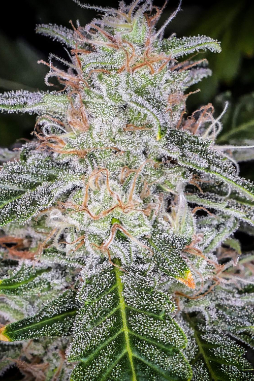 Blue Dream Auto