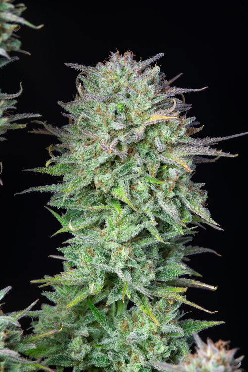 Kosher Cake Auto