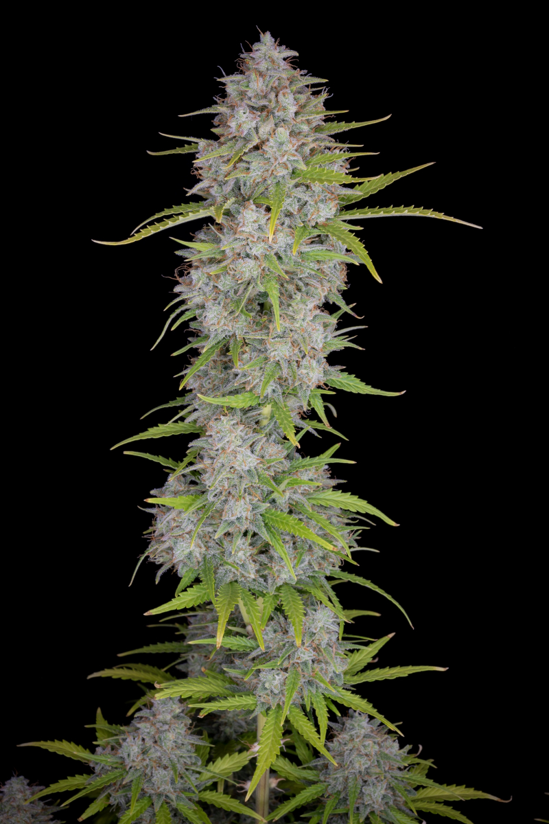 Photo of Orange Sherbet Auto