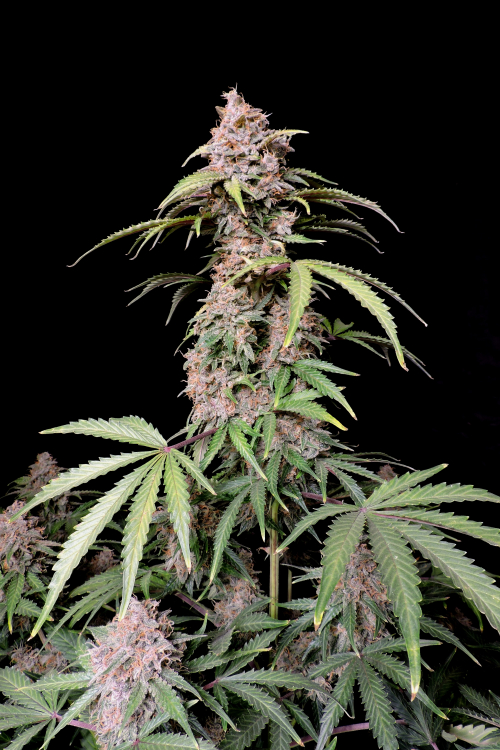 Amnesia Z Auto