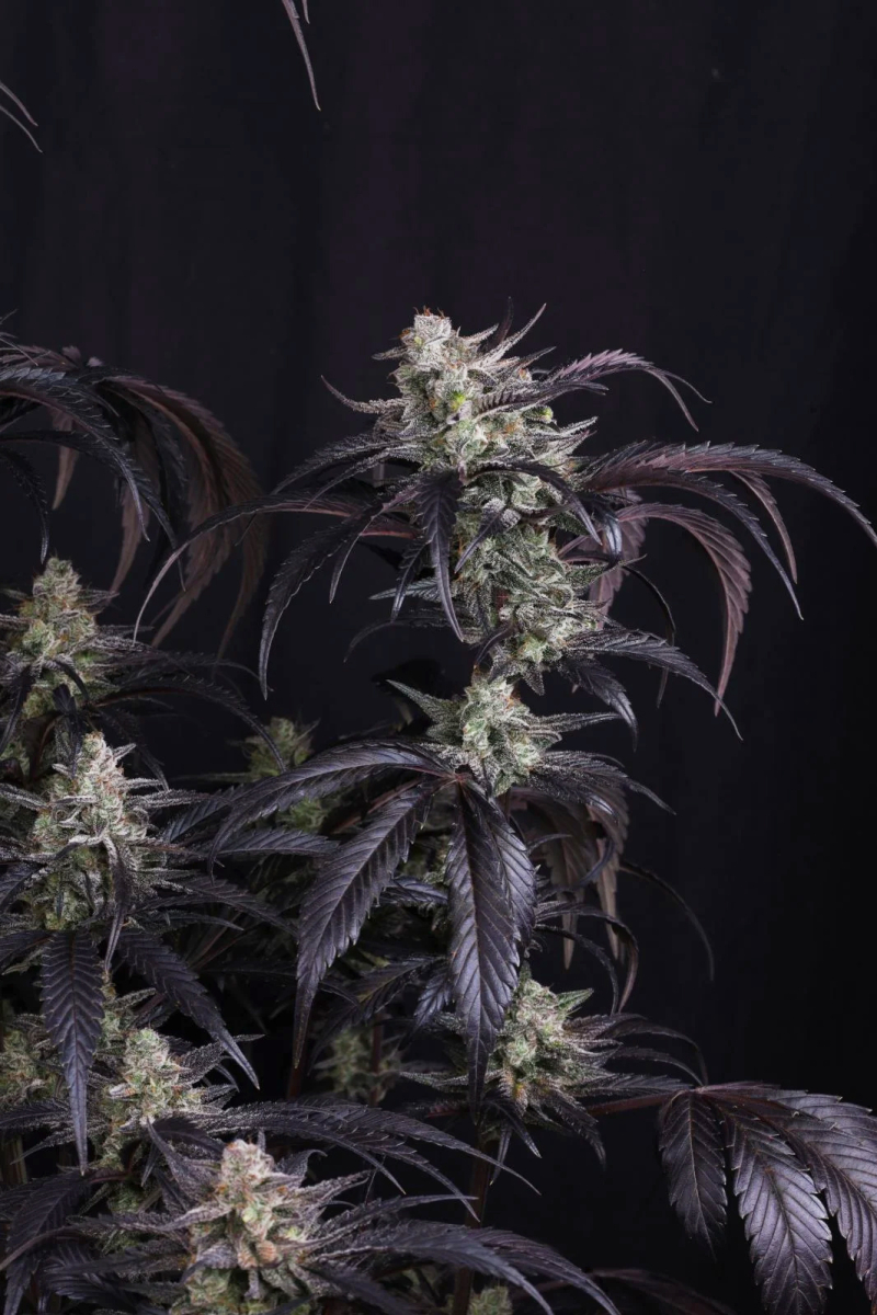 Photo of Strawberry Gorilla Auto RF3