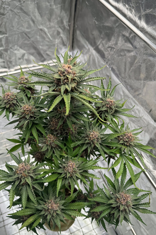 Cherry Cola Auto RF3