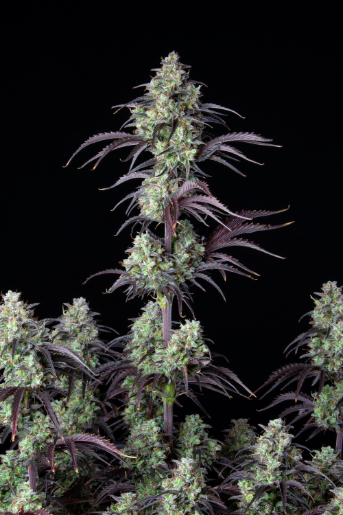 Mimosa Cake Auto