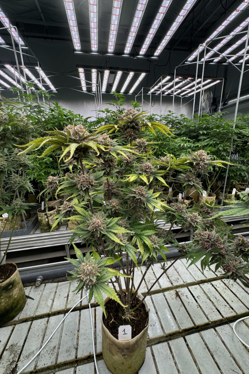 Cherry Cola Auto RF3