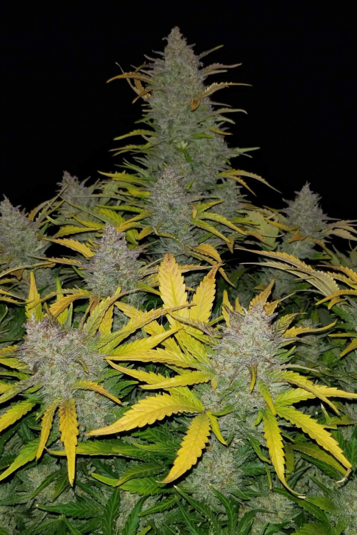 Rhino Ryder Auto