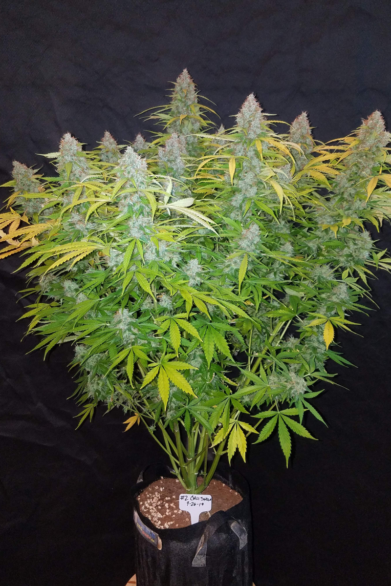 Photo of Californian Snow Auto
