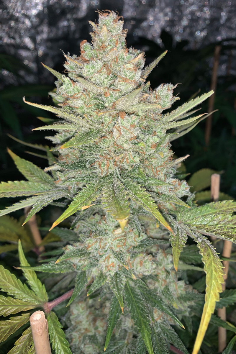 Photo of OG Kush Auto