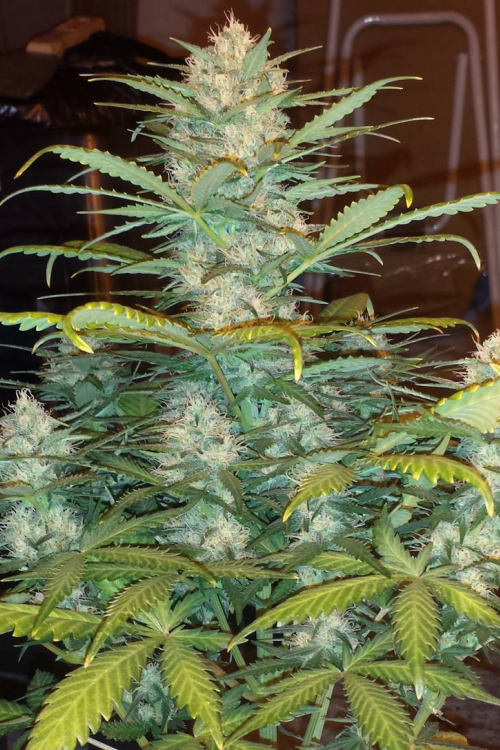 West Coast OG Auto
