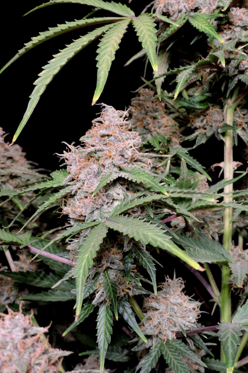 Amnesia Z Auto