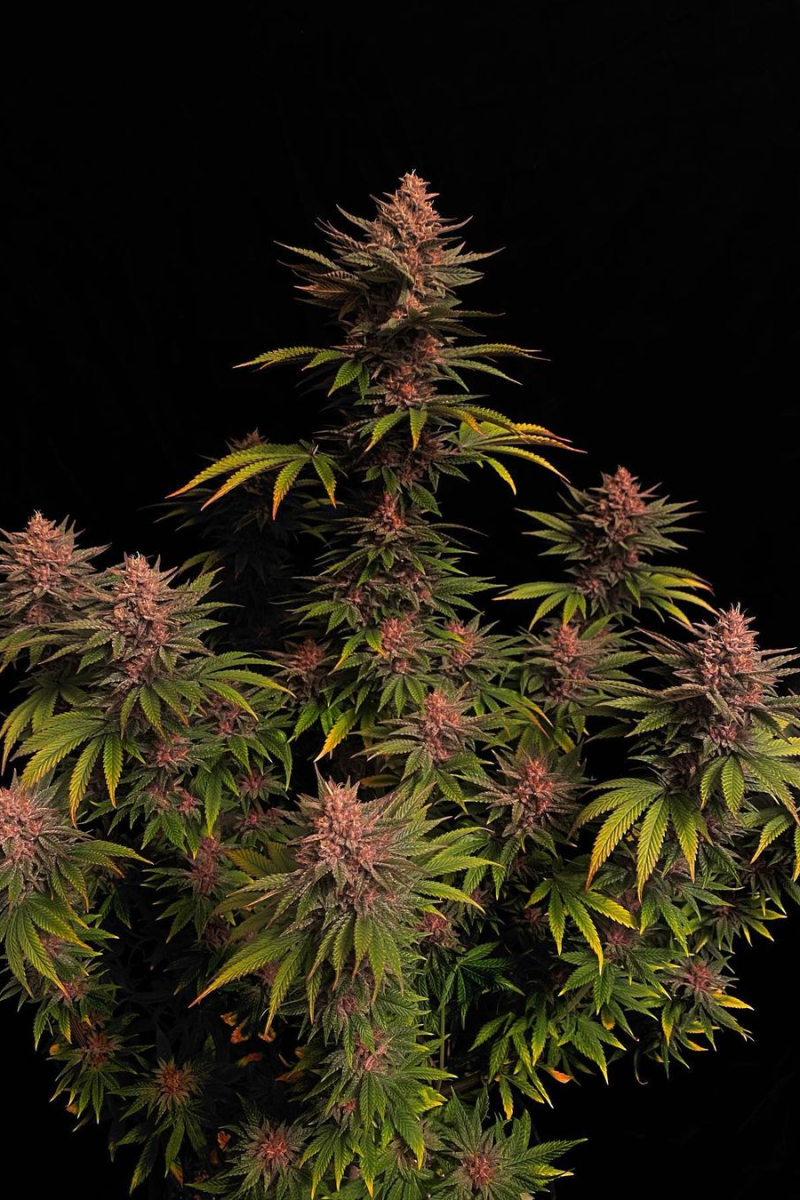 Photo of Purple Lemonade FF
