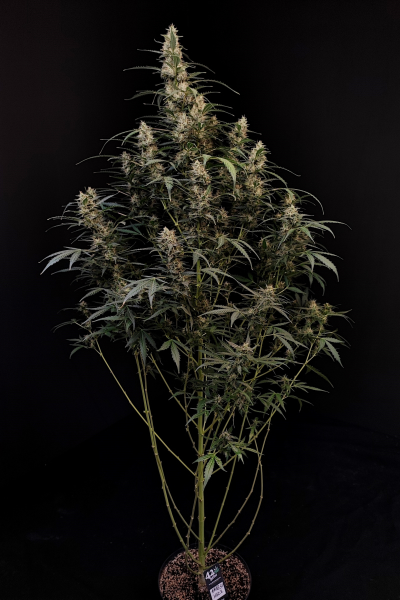 Photo of Amnesia Haze Auto