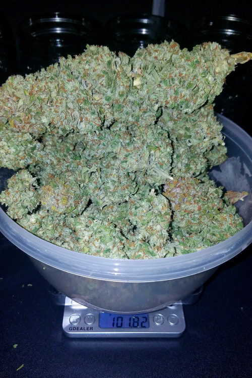 Stardawg Auto