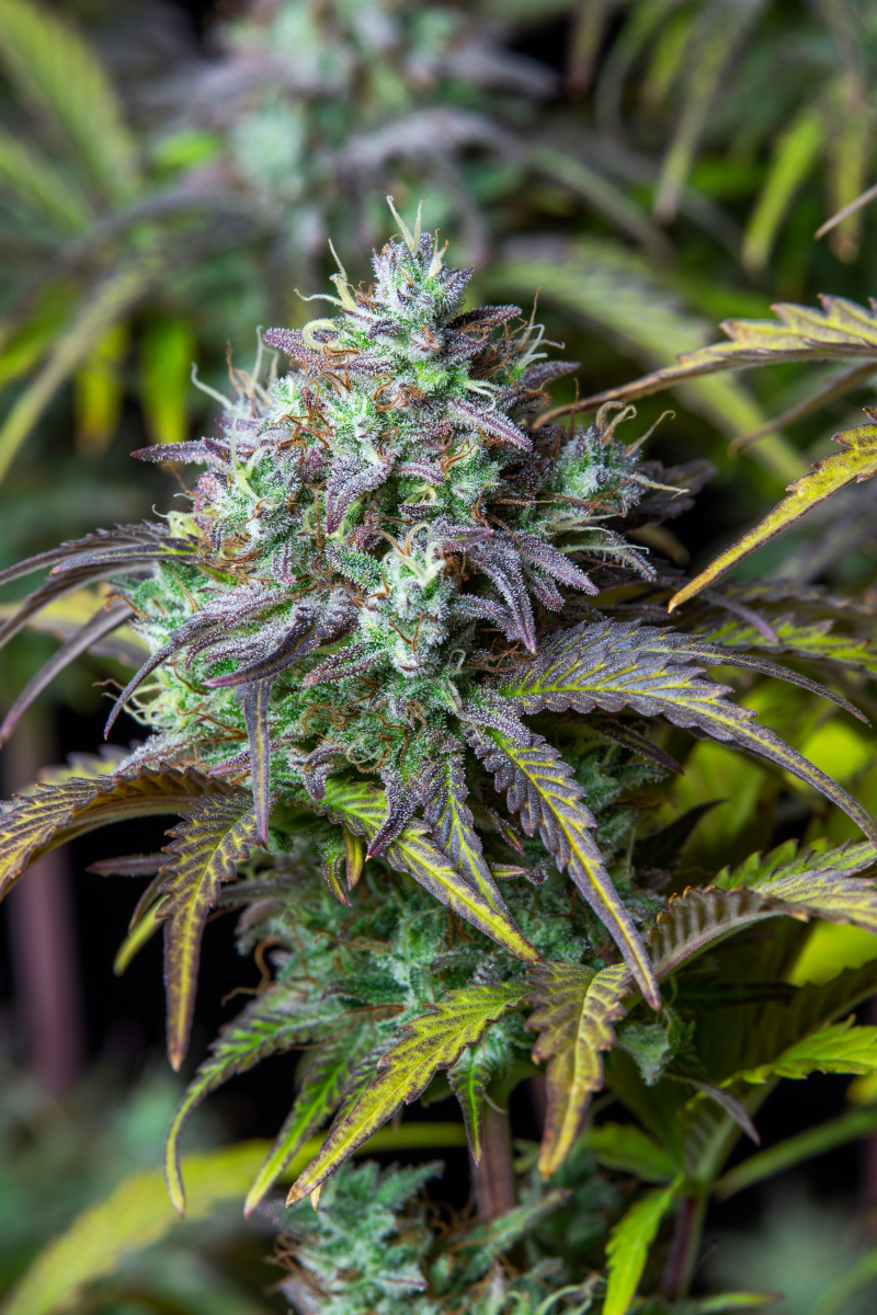 Photo of Big Bud Auto