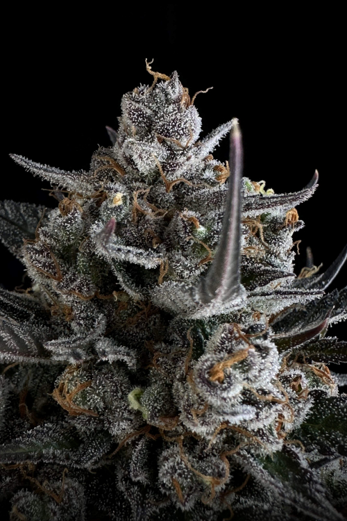 Pound Cake Auto