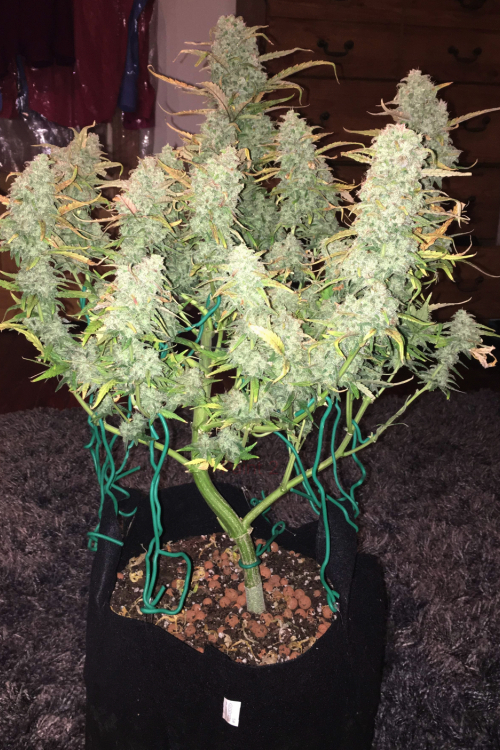 Green Crack Auto