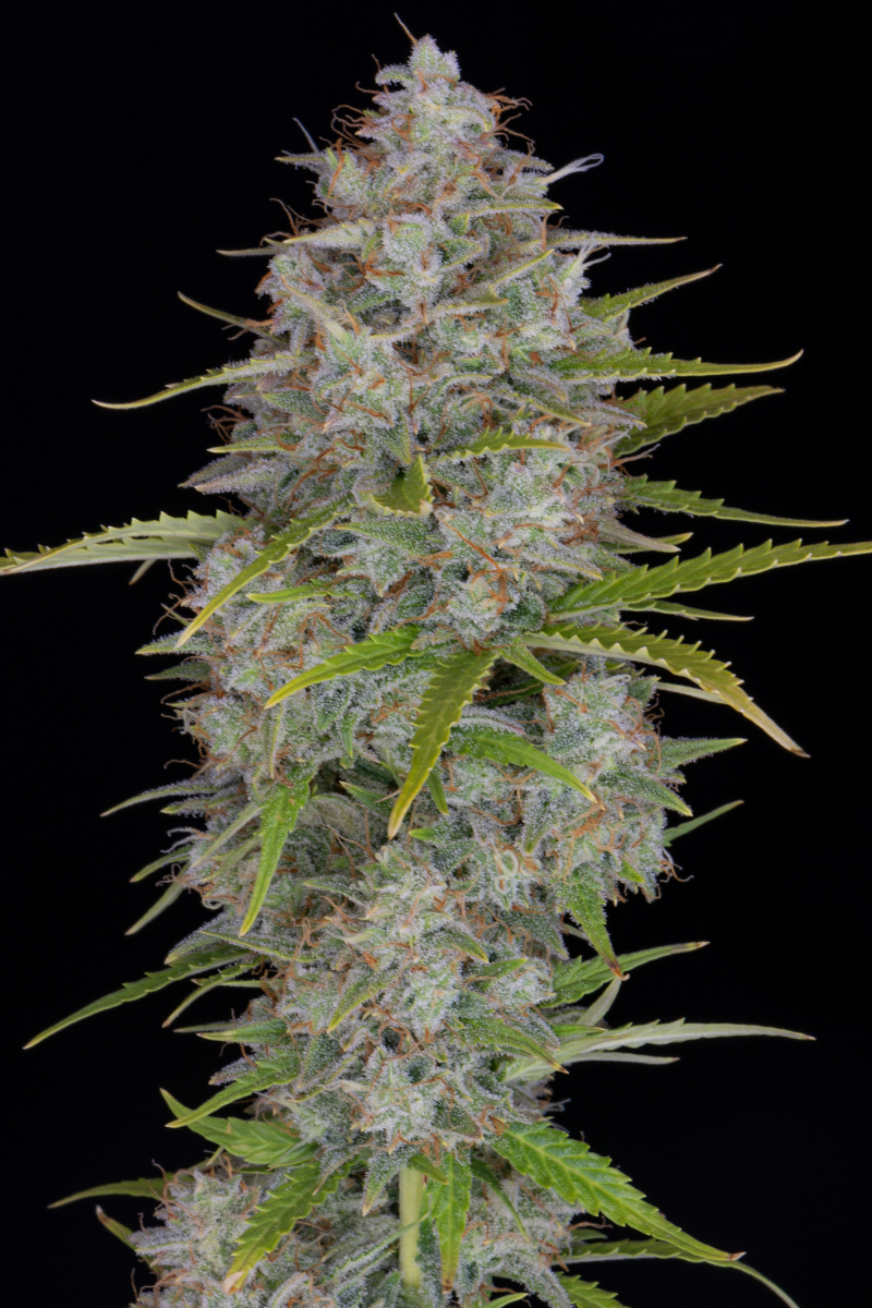 Photo of Orange Sherbet Auto