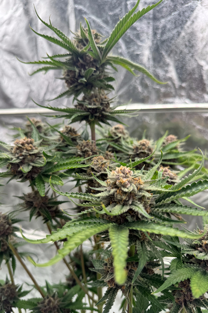 Photo of Cherry Cola Auto RF3