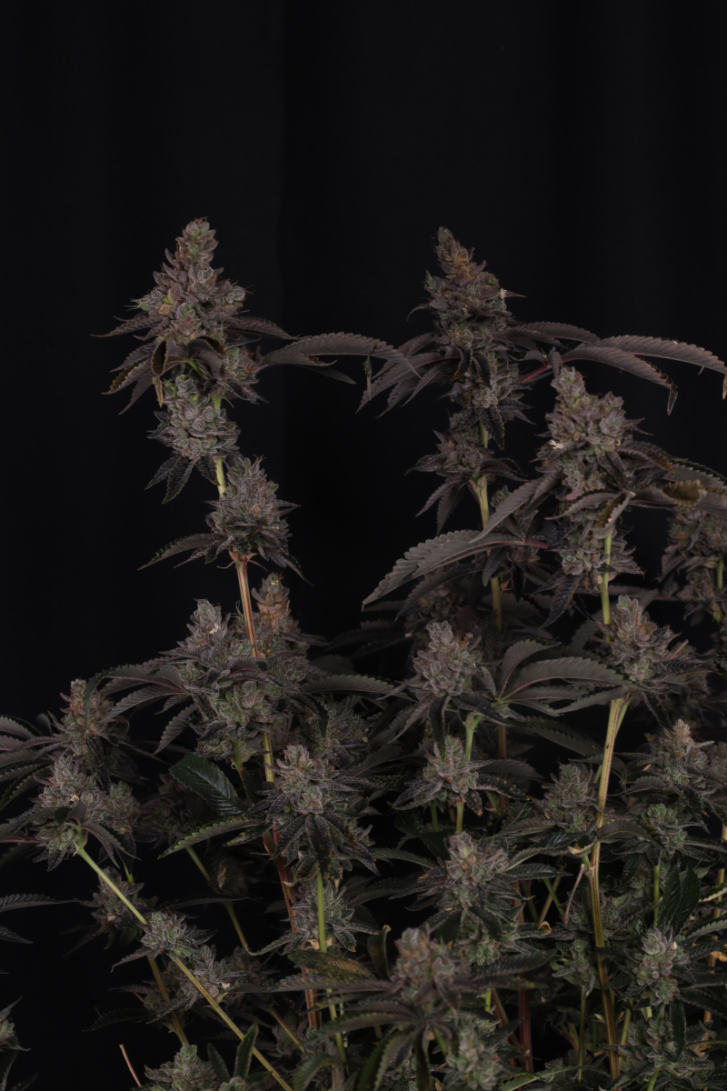 Photo of GG4