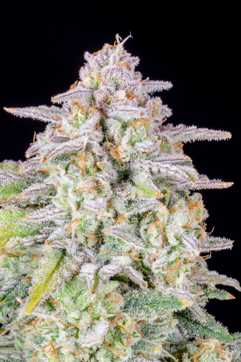Photo of Forbidden Runtz Auto
