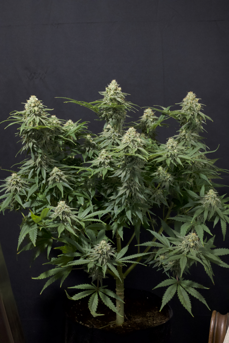 Photo of Wedding Cheesecake FF