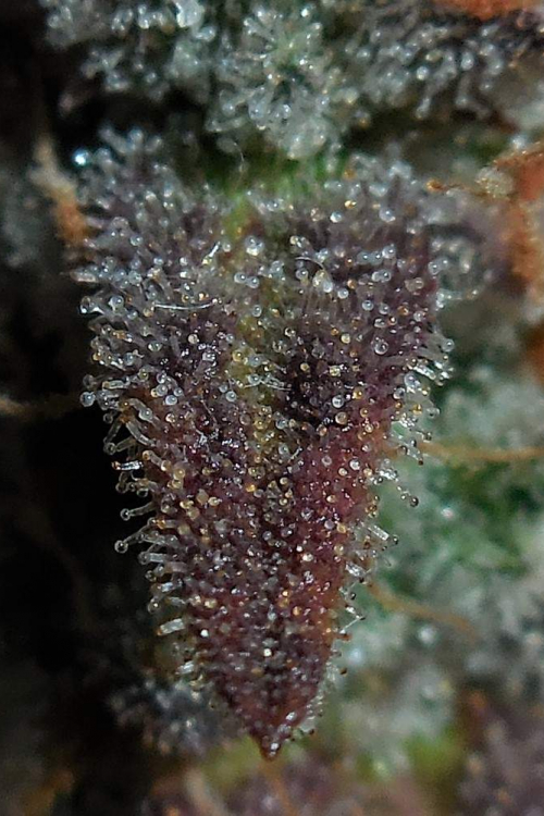 Lemon AK Auto
