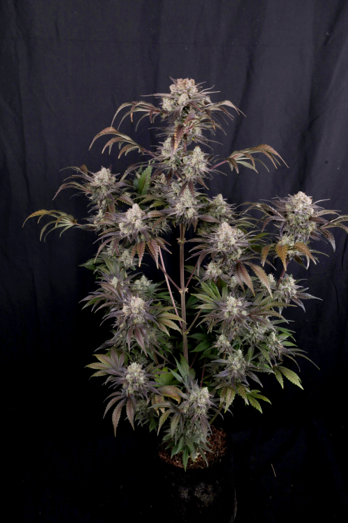 Frostbanger Auto