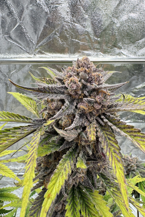 Cherry Cola Auto RF3