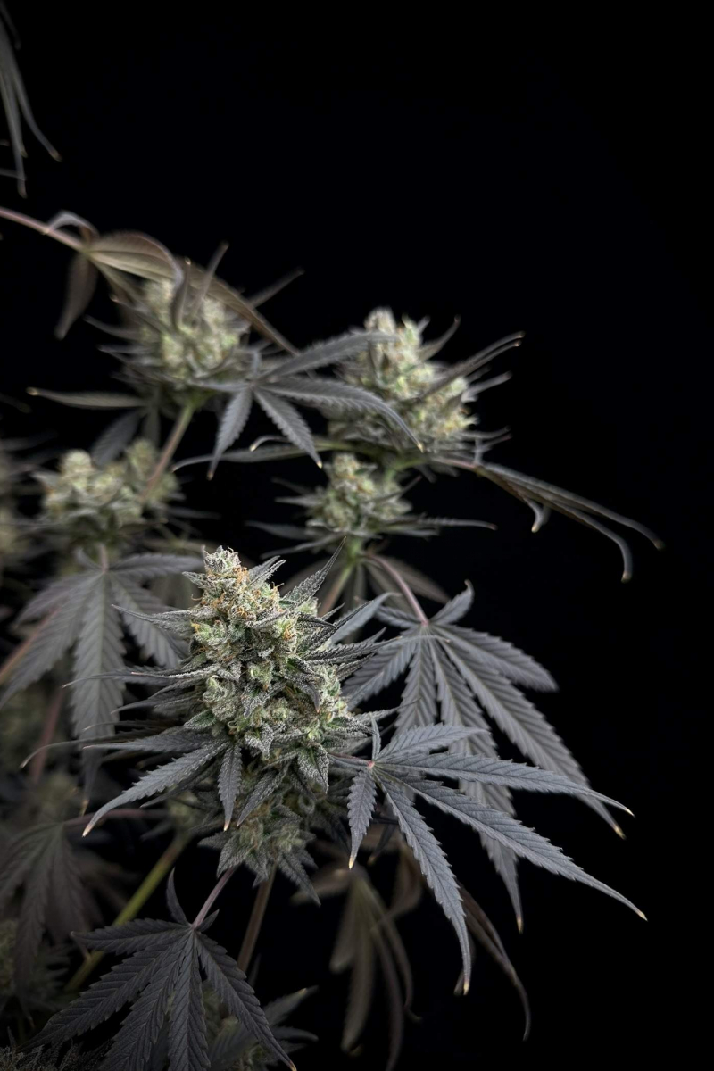 Photo of Pound Cake Auto