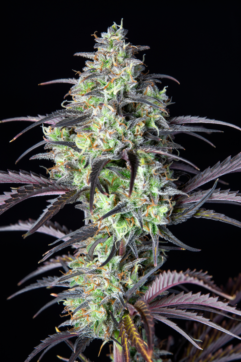 Photo of Mimosa Cake Auto