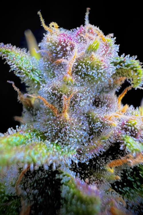 Gorilla Punch Auto