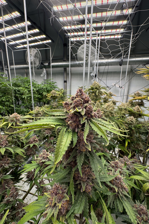 Cherry Cola Auto RF3