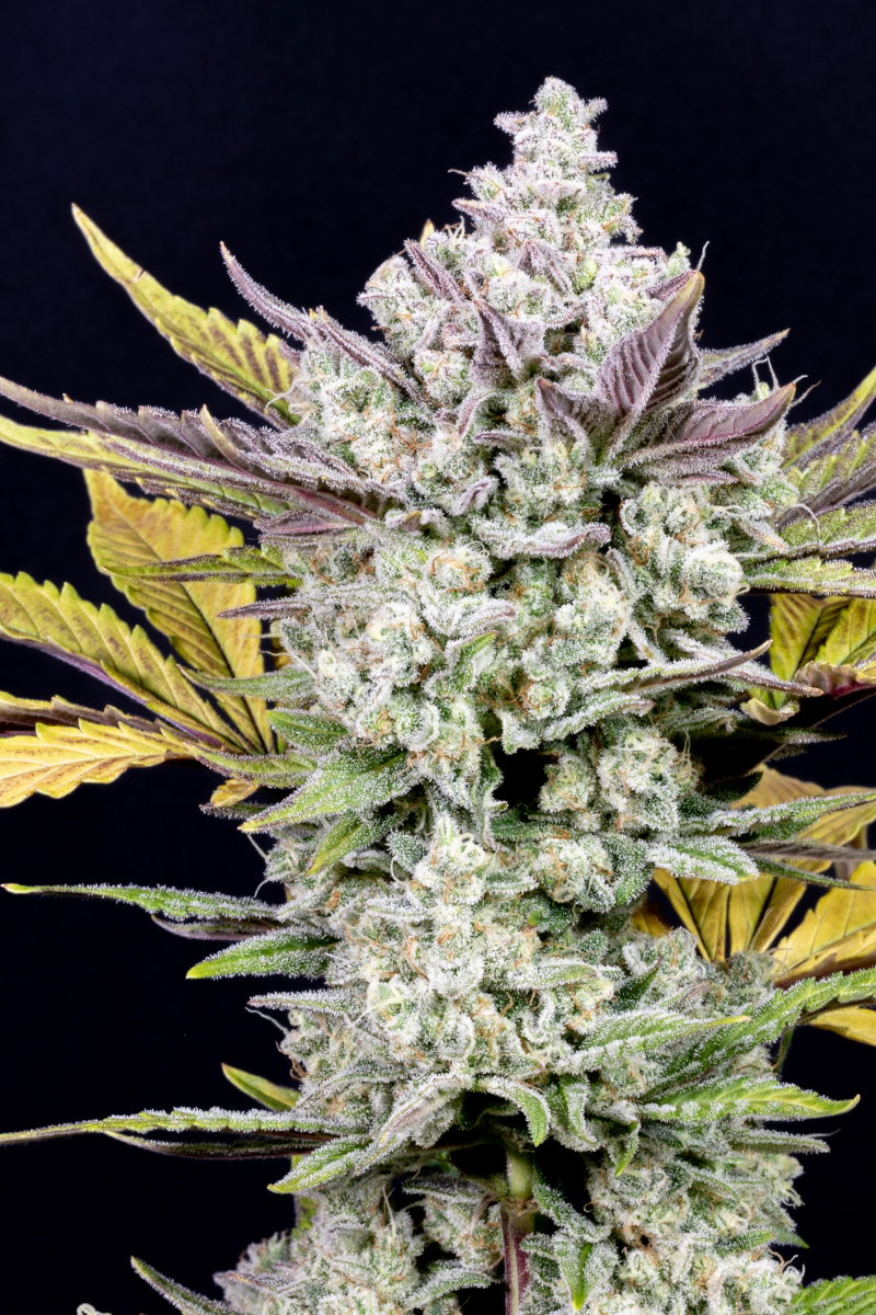 Photo of Gorilla Cookies Auto