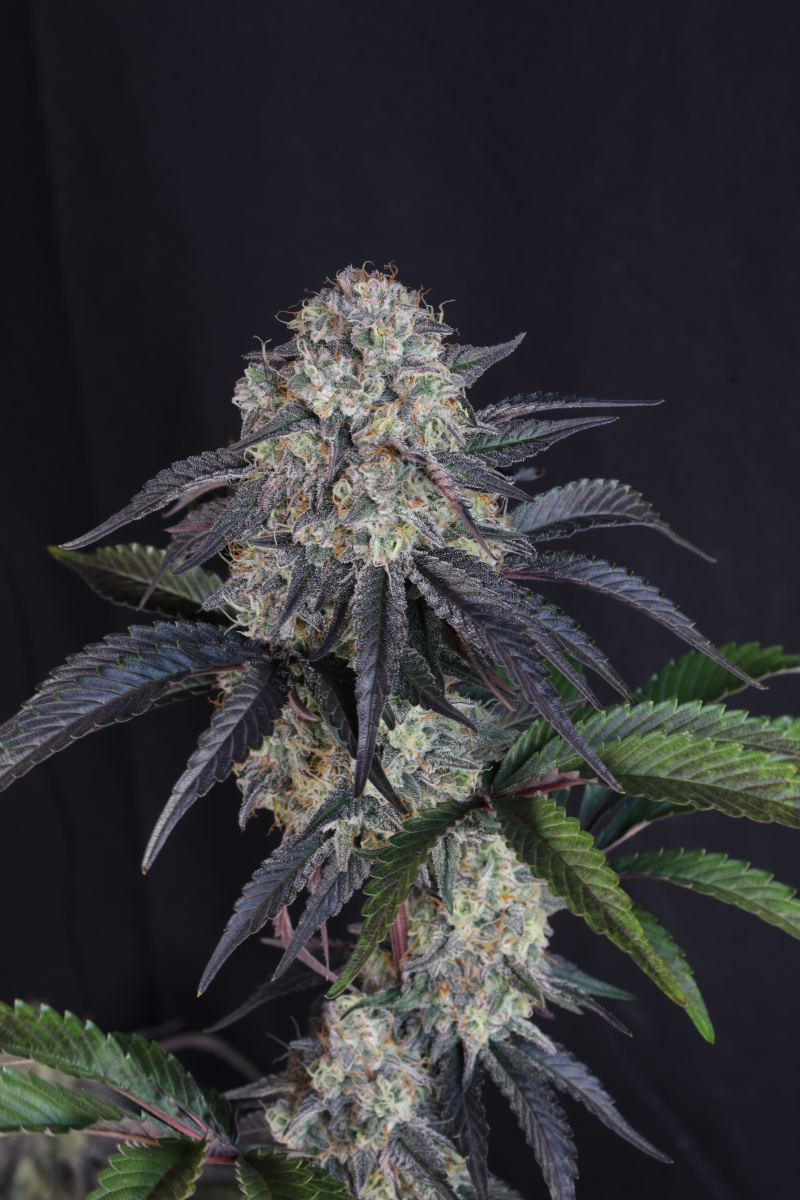 Photo of Sundae Frost Auto