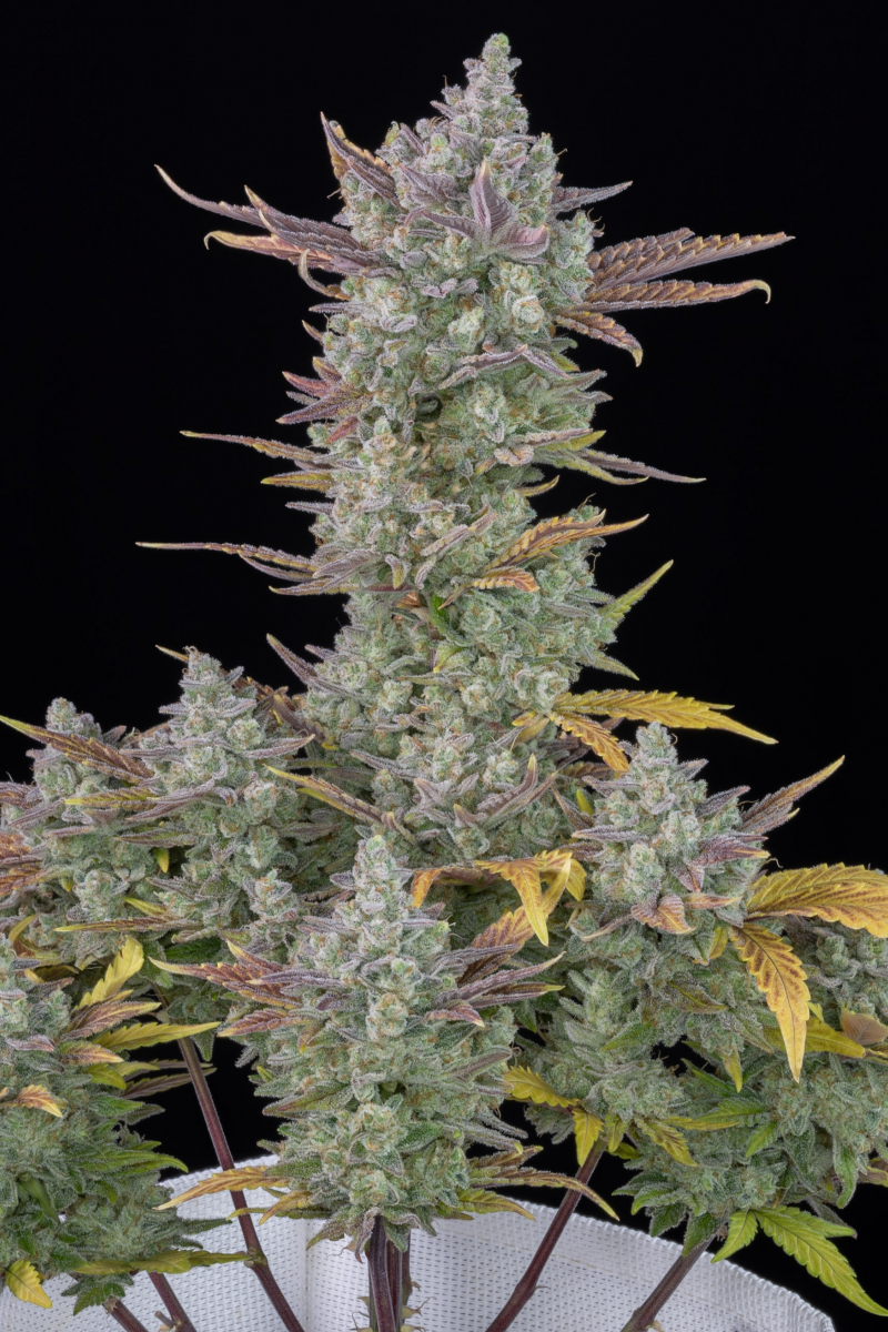 Photo of Gorilla Cookies Auto
