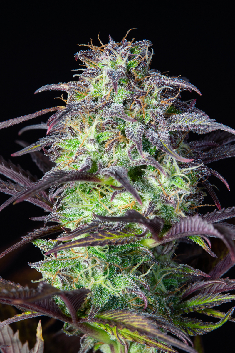 Photo of Blueberry Auto