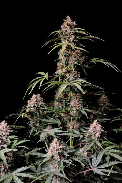 Amnesia Z Auto