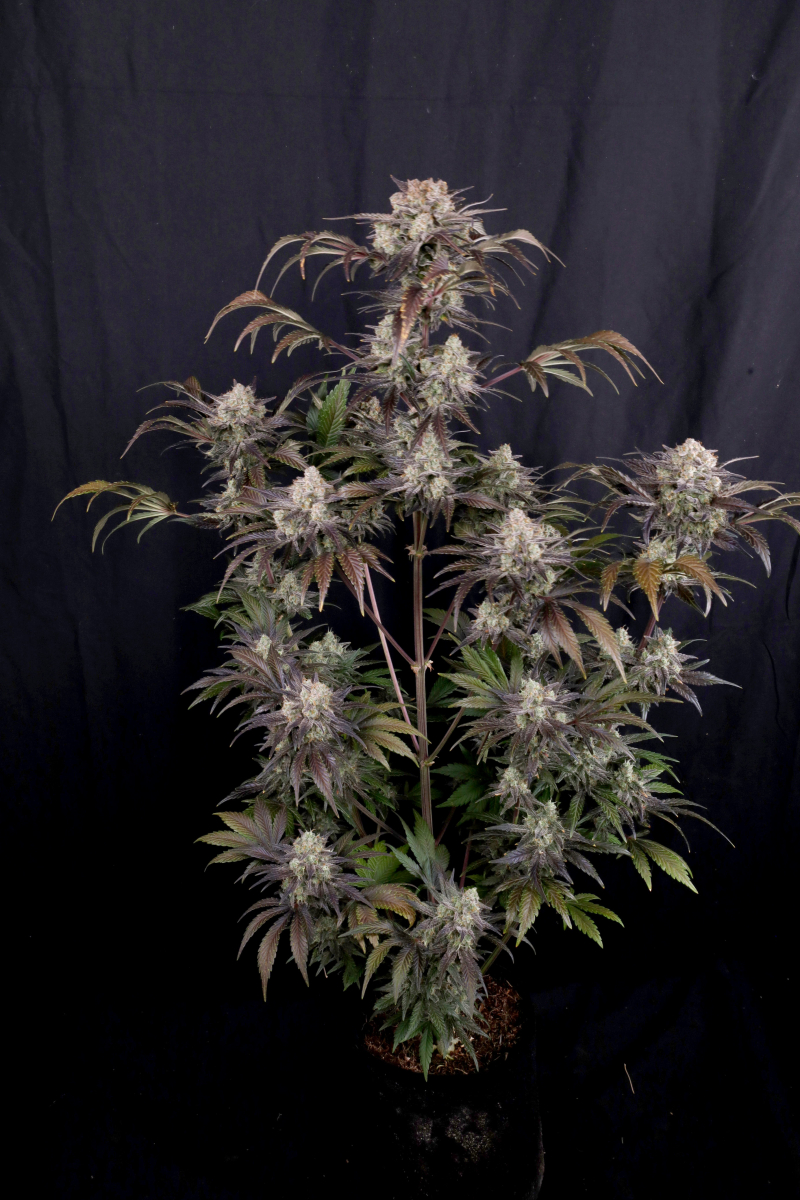 Photo of Frostbanger Auto