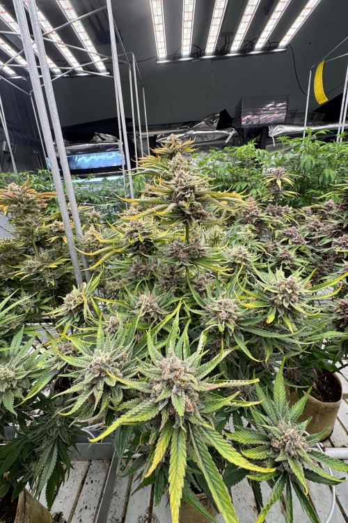 Cherry Cola Auto RF3