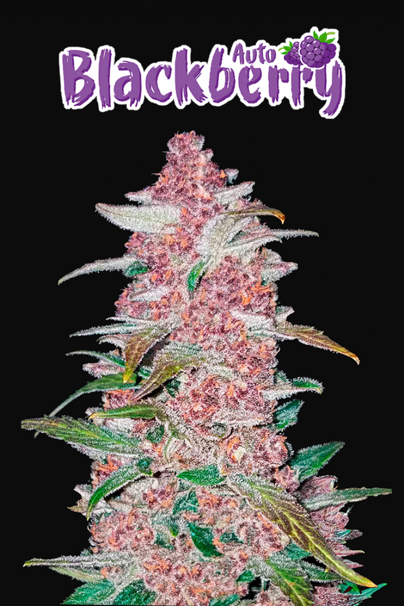 Photo of Blackberry Auto