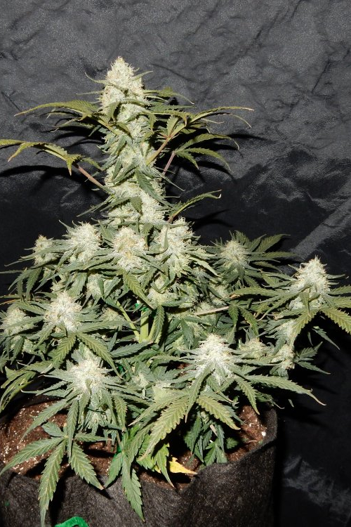 West Coast OG Auto
