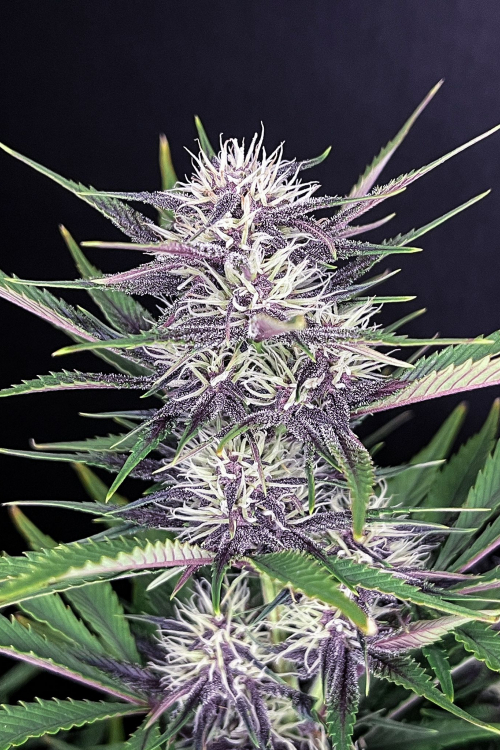 Banana Purple Punch Auto