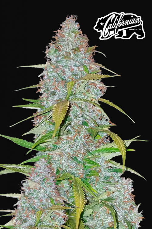 Californian Snow Auto