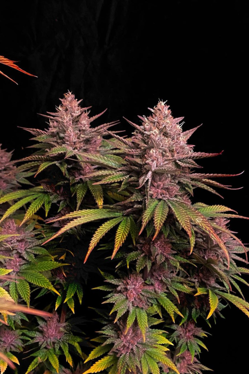 Purple Lemonade FF
