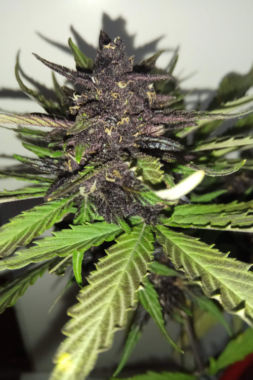 C4 Auto