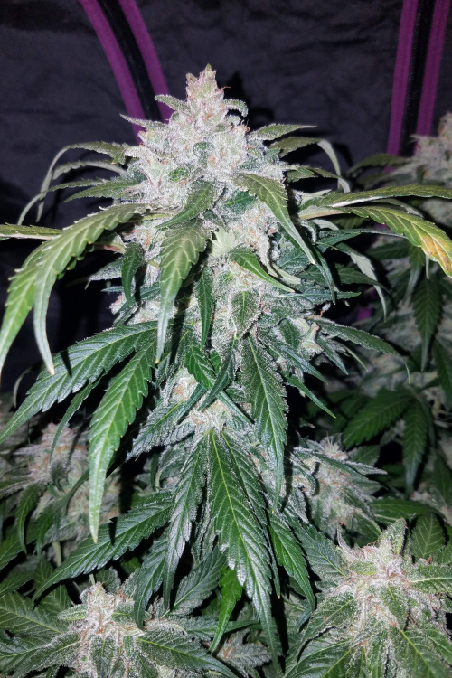 Tangie Auto